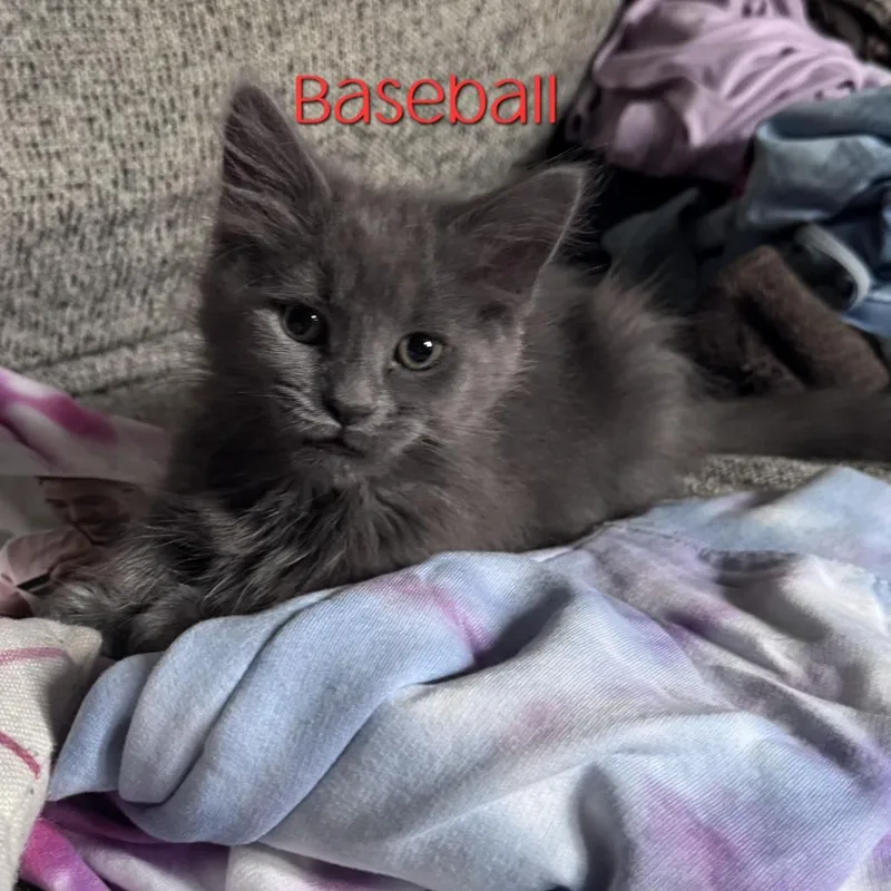 A baby small-sized female Gray / Blue / Silver Domestic Long Hair cat named Baseball for adoption in Parkersburg, WV