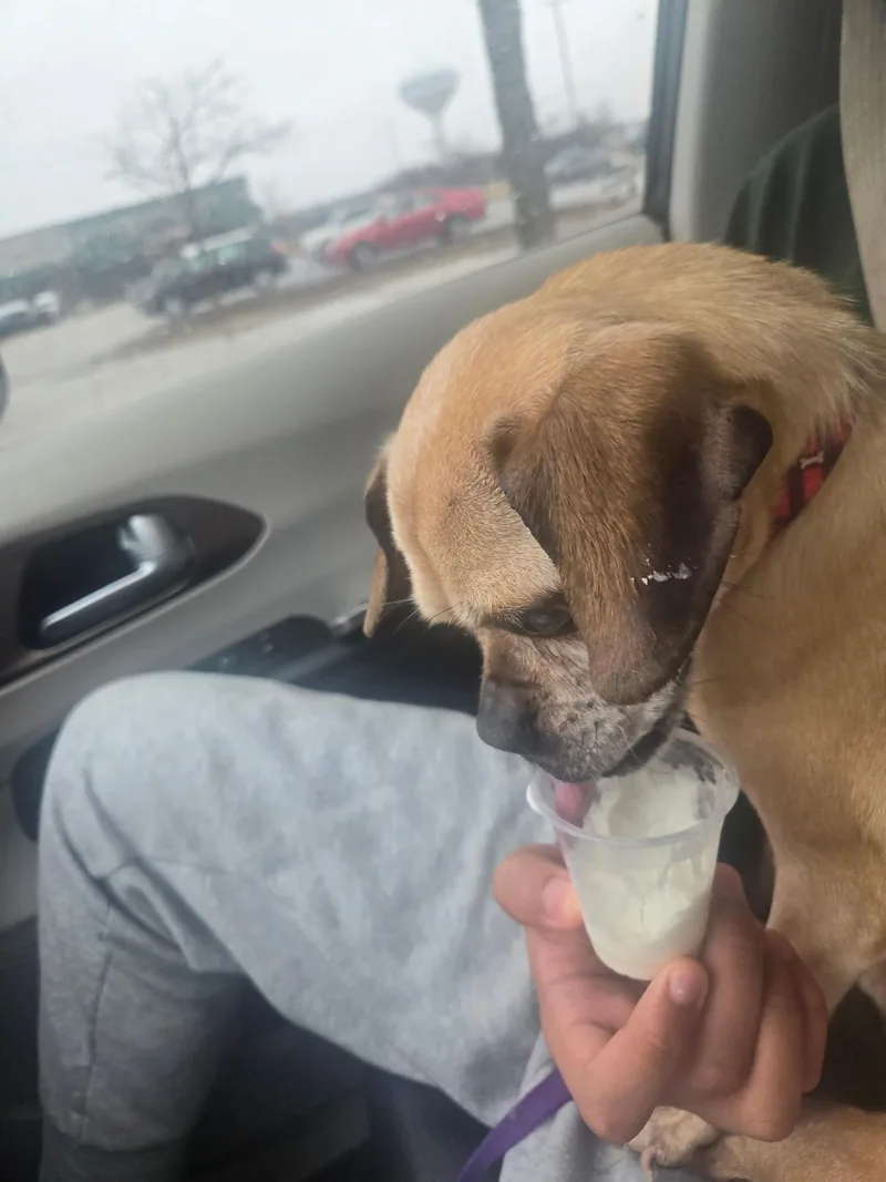 An adult small-sized female Yellow / Tan / Blond / Fawn Puggle dog named Ava for adoption in Naperville, IL