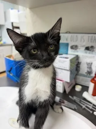 A baby small-sized male Domestic Short Hair cat named Ace for adoption in Gainesville, FL