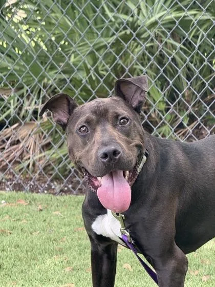 A young large-sized male Pit Bull Terrier dog named Valor for adoption in Daytona Beach, FL