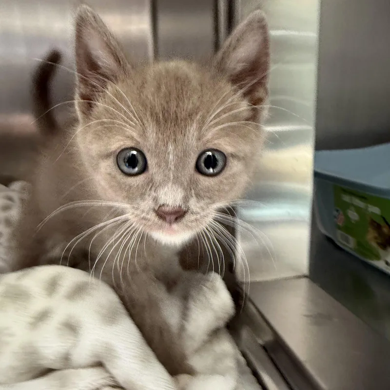 A baby small-sized male Domestic Short Hair cat named Lyle for adoption in Oakland, CA