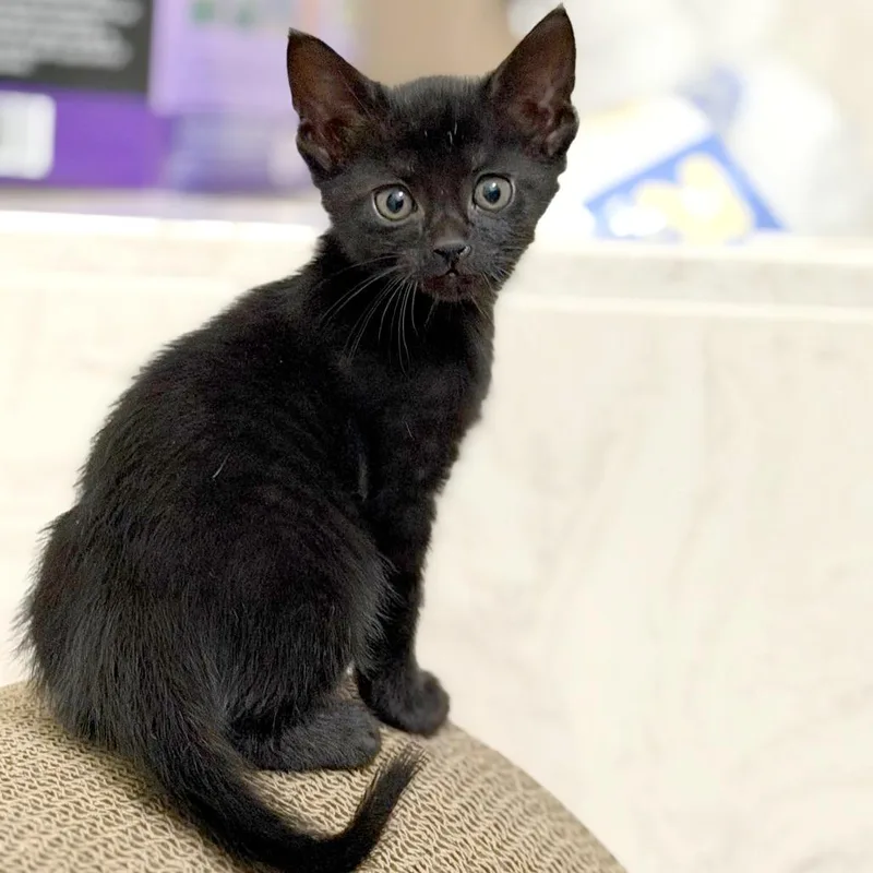 A baby small-sized female Gray / Blue / Silver Domestic Short Hair cat named Intern for adoption in Austin, TX