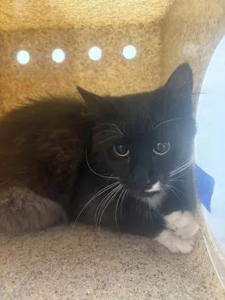 An adult small-sized male Domestic Long Hair cat named Arugula for adoption in West Chester, PA