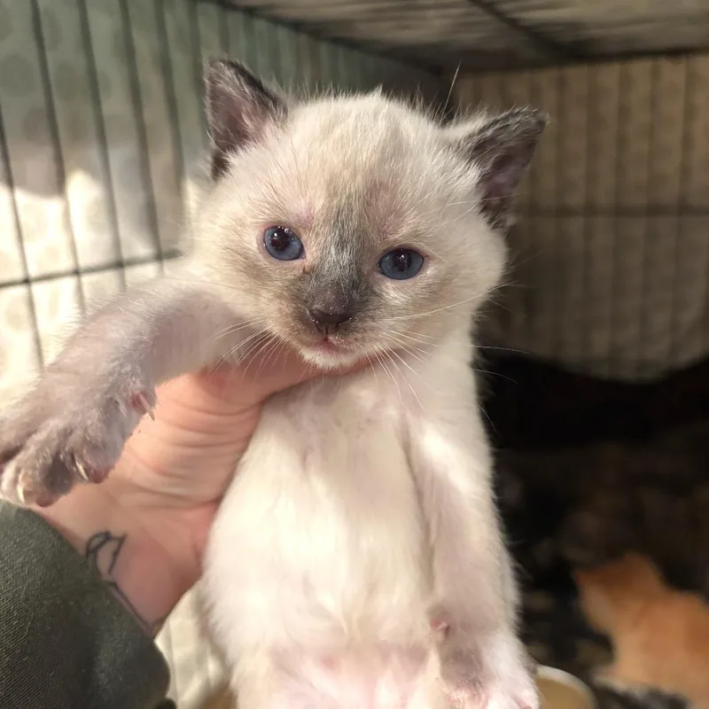 A baby small-sized female White Domestic Short Hair cat named Gorman for adoption in Monroe, MI