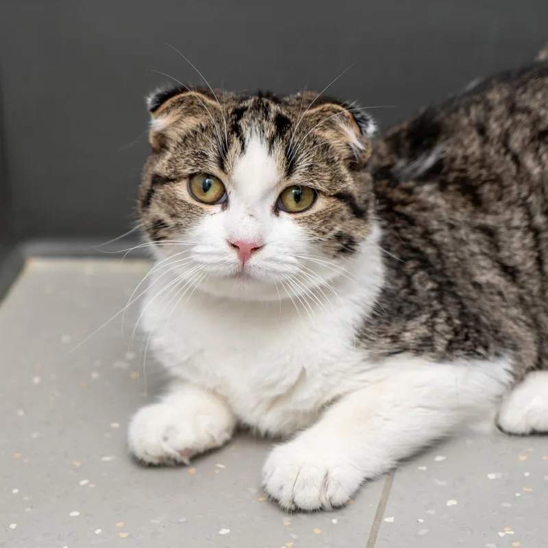 A young small-sized female Brown / Chocolate British Shorthair cat named Chanel for adoption in New York, NY
