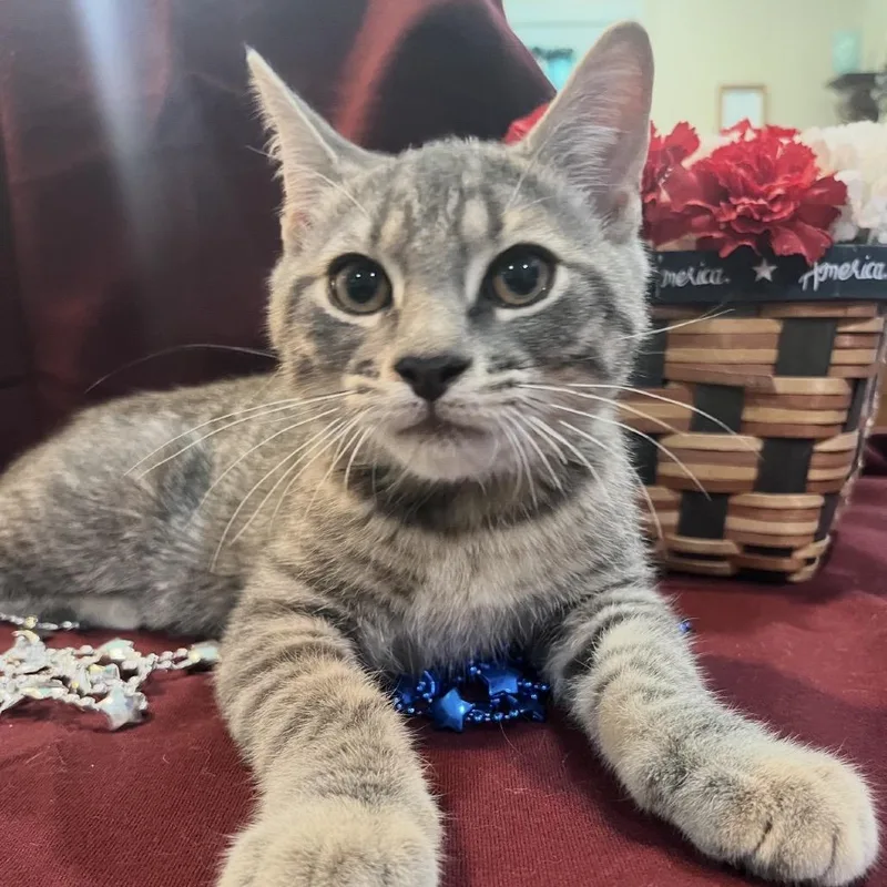 A baby small-sized male Gray / Blue / Silver Domestic Short Hair cat named Skip for adoption in Woodbury, NJ