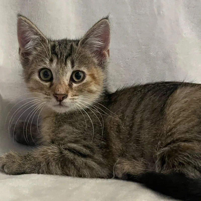 A baby medium-sized female Tabby (Brown / Chocolate) Domestic Short Hair cat named Mazie for adoption in Minneapolis, MN