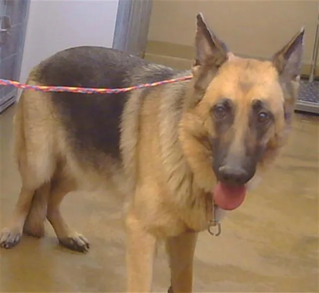 An adult medium-sized female German Shepherd Dog dog named Gracie for adoption in Sacramento, CA