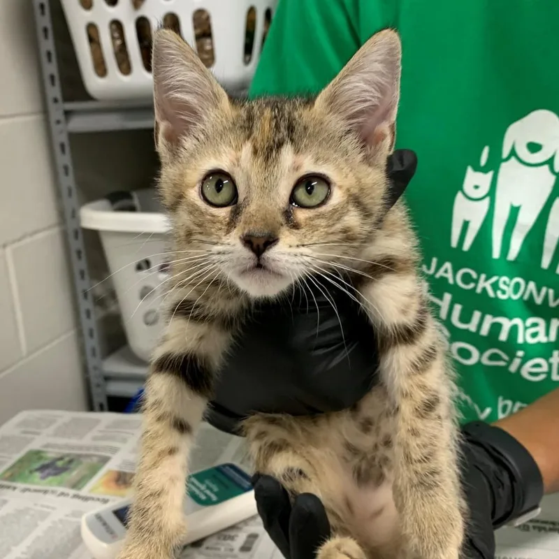 An adult medium-sized female Brown / Chocolate Domestic Short Hair cat named Ginger for adoption in Jacksonville, FL