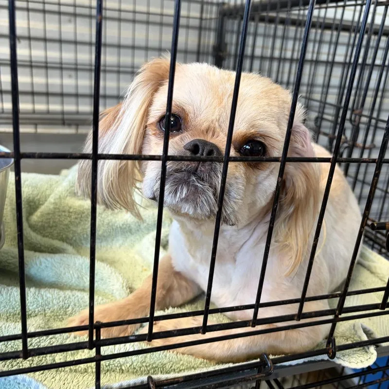 An adult small-sized male White / Cream Shih Tzu dog named Ponyboy Curtis for adoption in Houston, TX