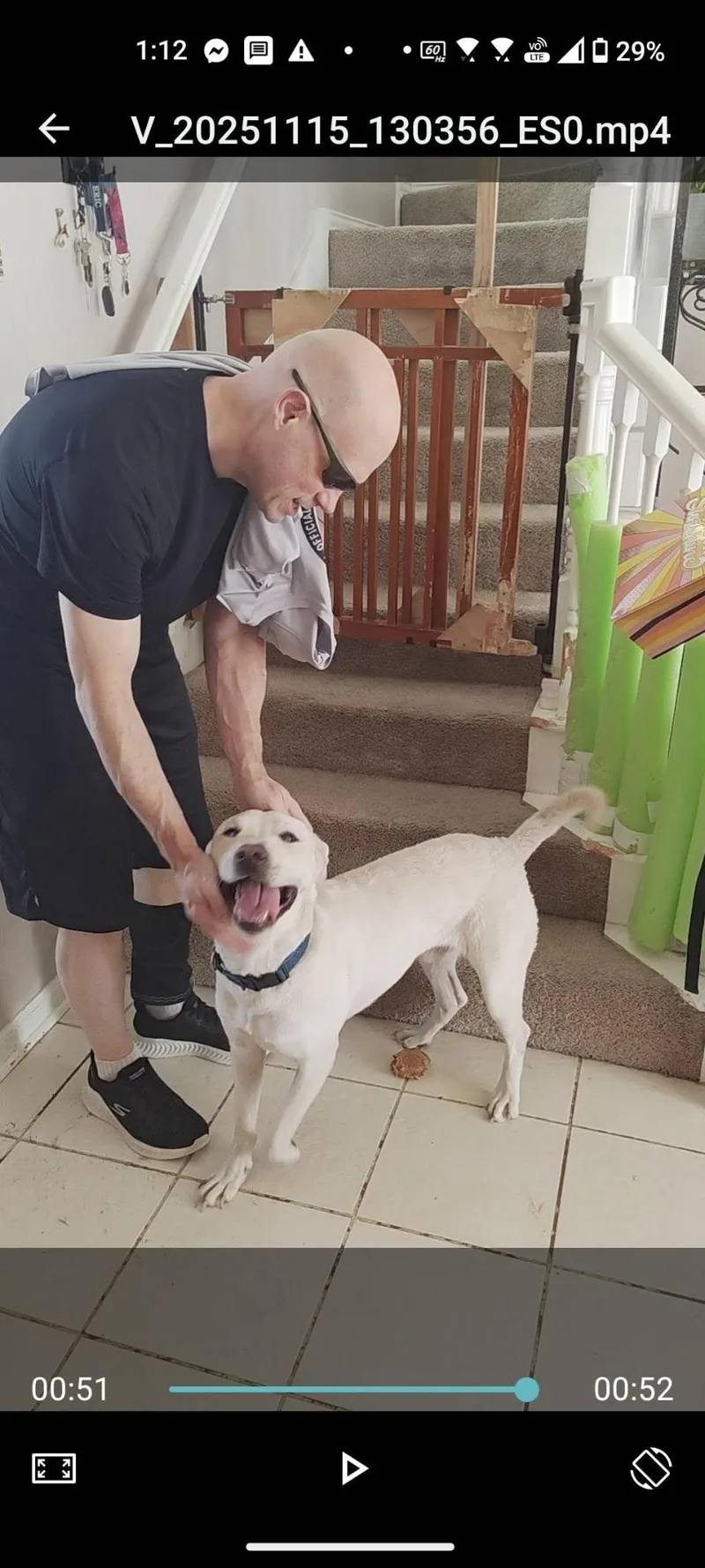 A young medium-sized male White / Cream Labrador Retriever dog named Bolt for adoption in Plano, TX