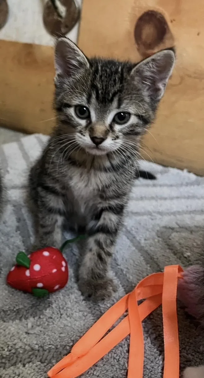 A baby small-sized female Tabby (Brown / Chocolate) Domestic Short Hair cat named Duskie for adoption in Trenton, MO