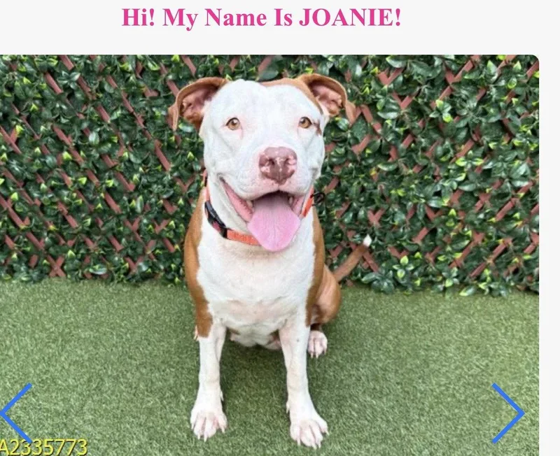 A young extra large-sized female American Bulldog dog named Joanie for adoption in ESTERO, FL