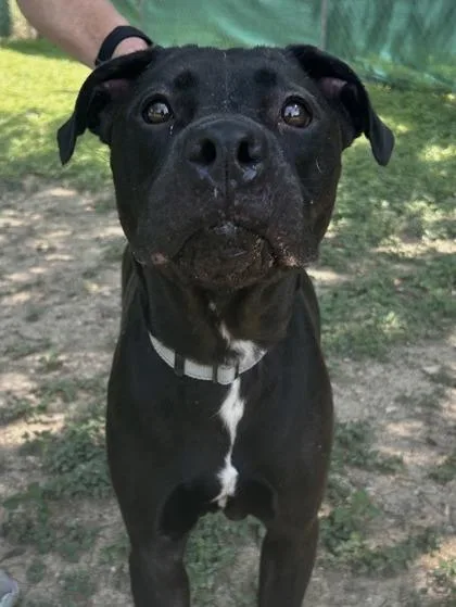 An adult large-sized female Labrador Retriever dog named Rhonda for adoption in San Antonio, TX