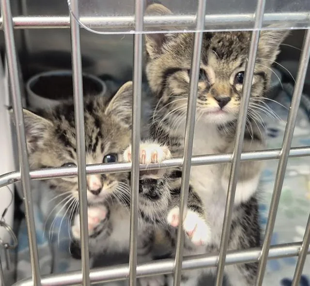 A baby small-sized male Domestic Short Hair cat named Rolie Polie for adoption in Decatur, IL