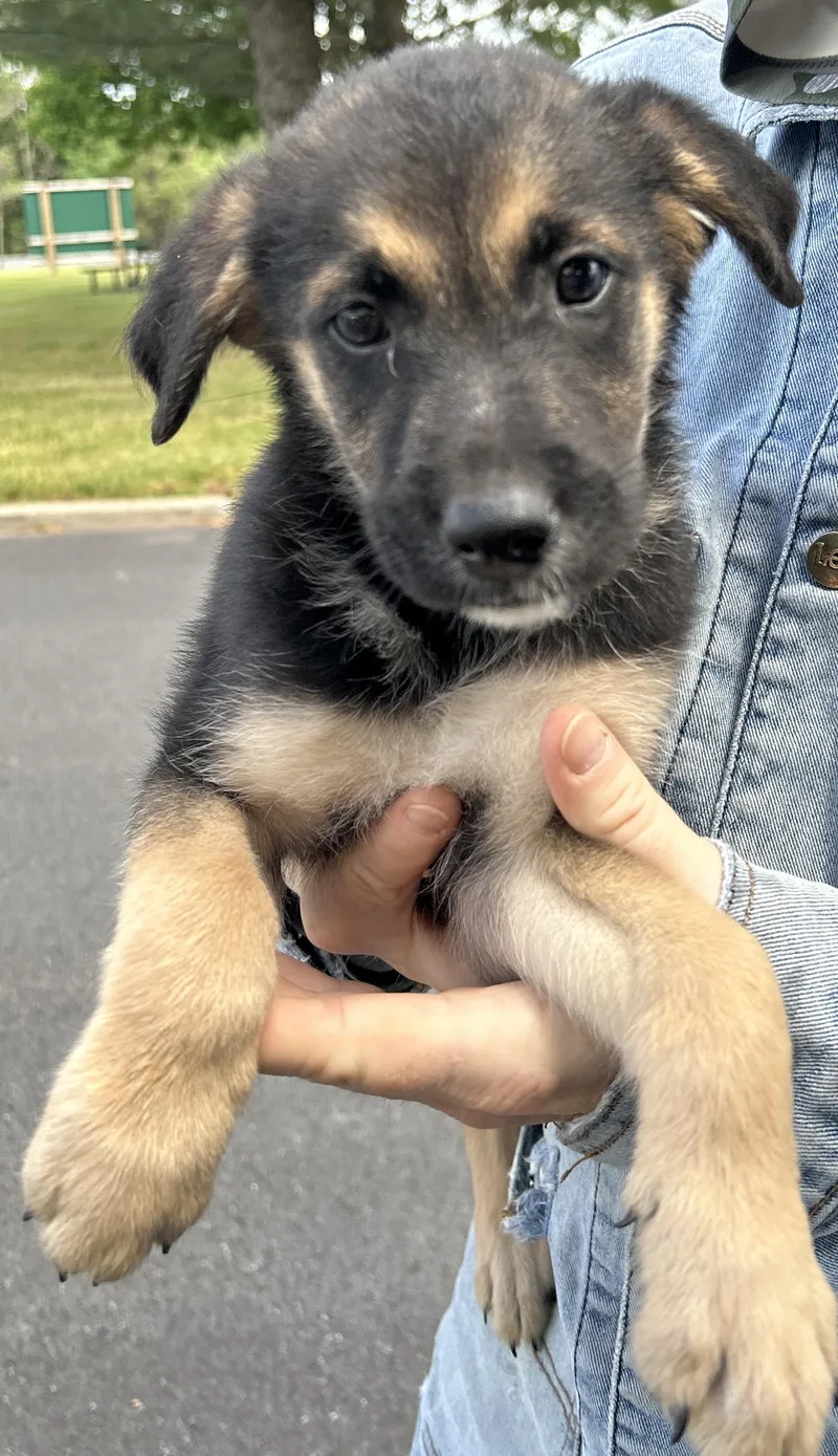 A baby large-sized male Black German Shepherd Dog dog named Gucci for adoption in Pottsville, PA