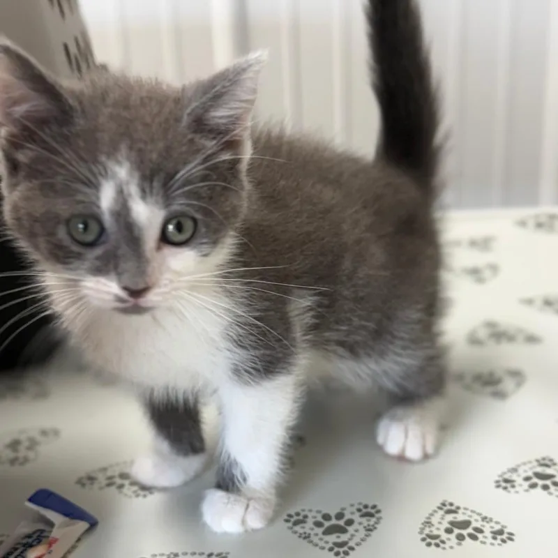 A baby small-sized female Gray / Blue / Silver Domestic Short Hair cat named Eleanor for adoption in Lancaster, OH