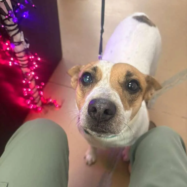 An adult medium-sized female White / Cream Mixed Breed dog named Chedder for adoption in Gadsden, AL