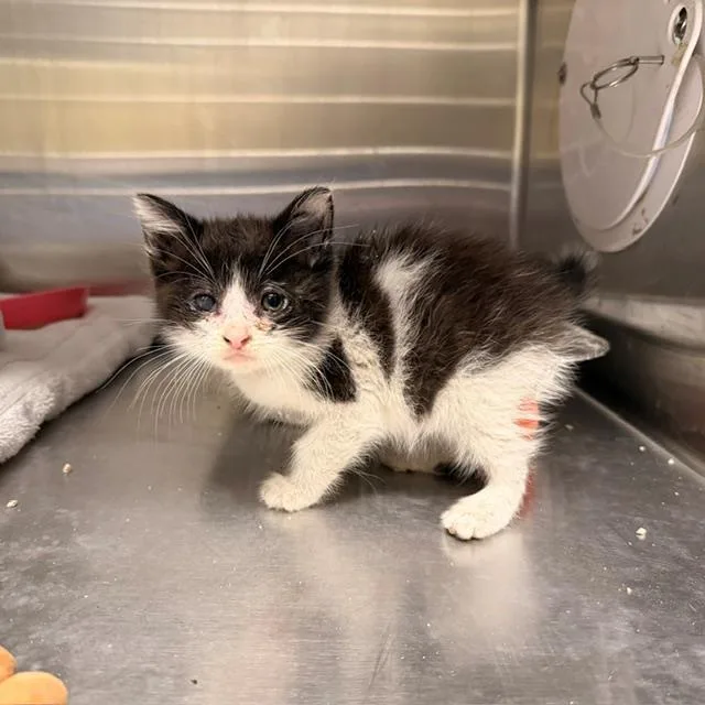 A baby small-sized male Domestic Medium Hair cat named Chunky Nugget for adoption in Tustin, CA