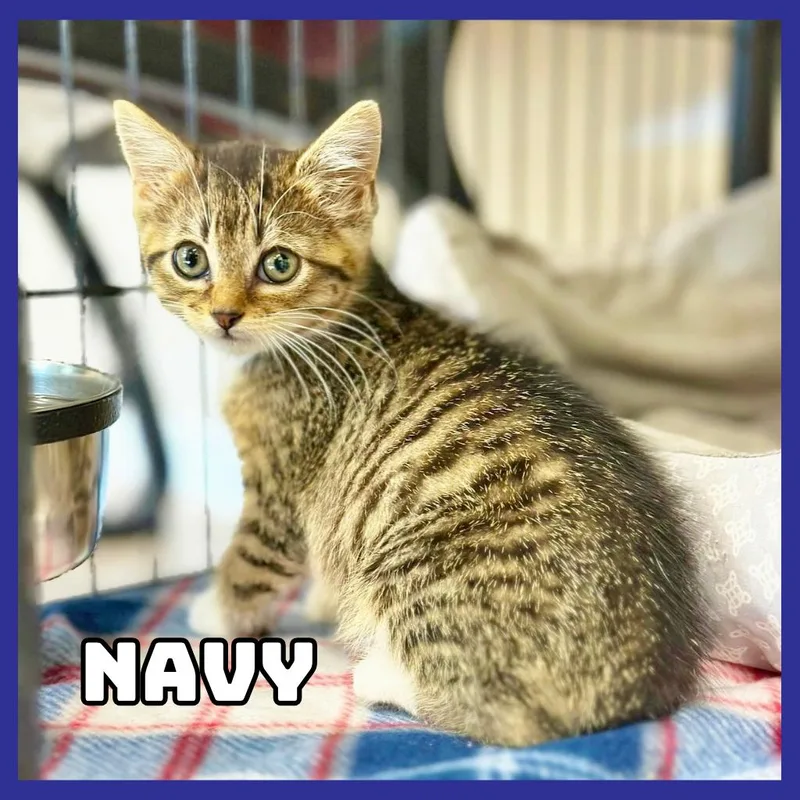 A baby small-sized female Brown / Chocolate Domestic Short Hair cat named Navy for adoption in Glenwood, MN
