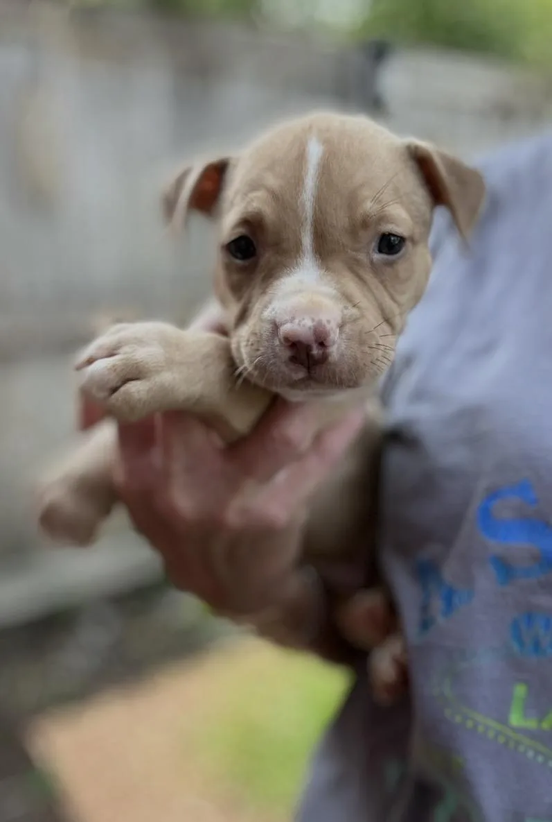 A baby medium-sized male Yellow / Tan / Blond / Fawn American Staffordshire Terrier dog named Napoleon for adoption in Wonder Lake, IL