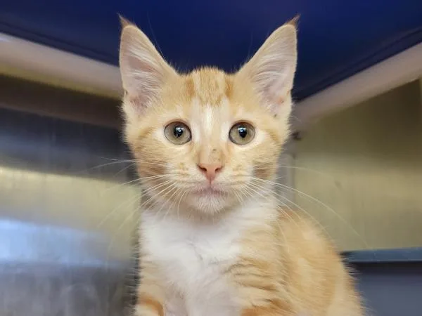 An adult large-sized female Domestic Short Hair cat named Leilani for adoption in Millersville, MD