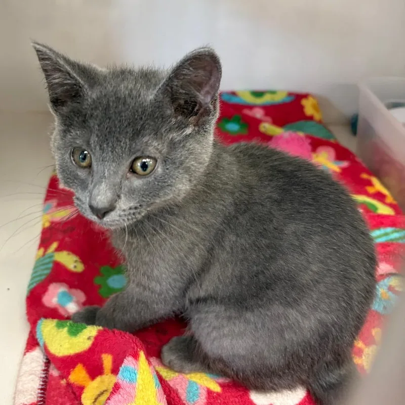 A baby small-sized male Gray / Blue / Silver Domestic Short Hair cat named Paddock for adoption in Monroe, MI
