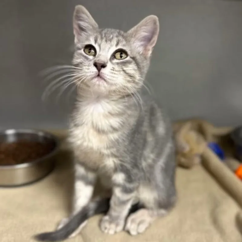 A baby medium-sized female Tabby cat named Early for adoption in Red Bluff, CA