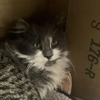 A young small-sized male Gray / Blue / Silver Domestic Medium Hair cat named Gary for adoption in Pittsburgh, PA