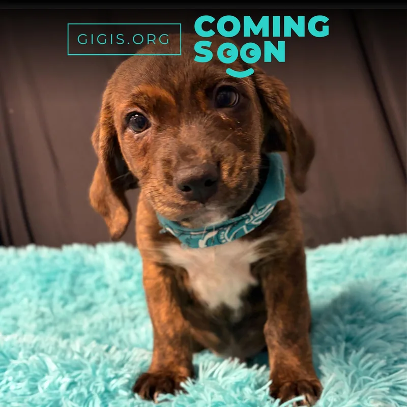 A baby medium-sized male Brindle Basset Hound dog named Shaggy for adoption in Canal Winchester, OH