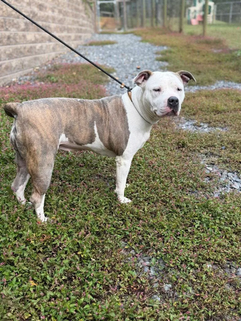 An adult large-sized female American Staffordshire Terrier dog named Sequoia for adoption in Lovingston, VA
