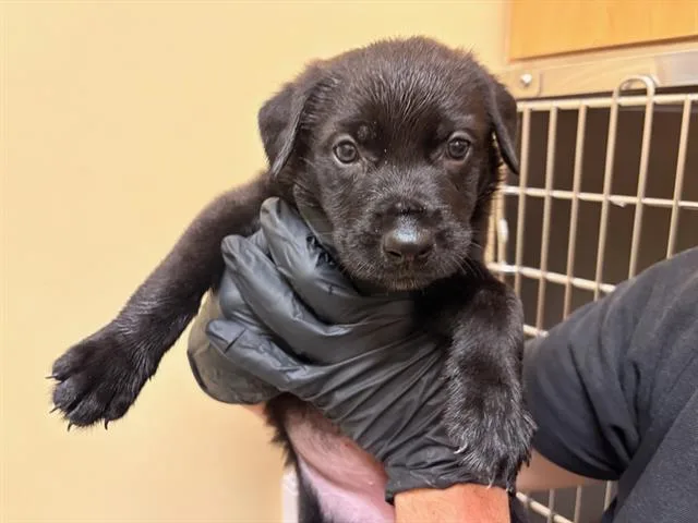 A baby small-sized male Pit Bull Terrier dog named Ink for adoption in Tustin, CA