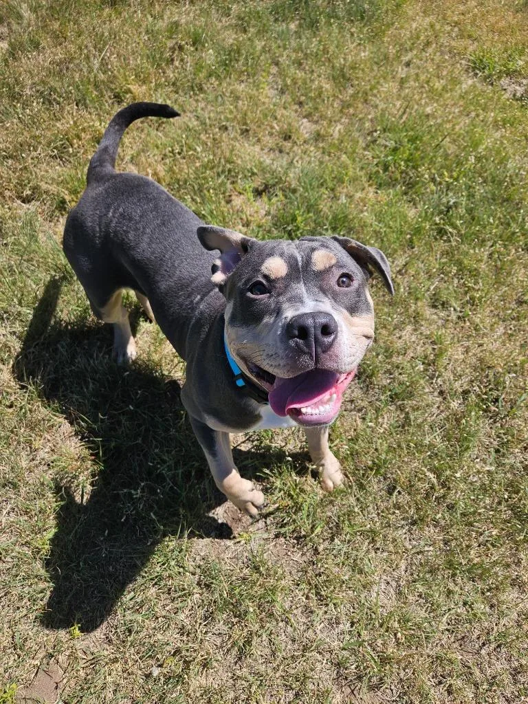 A baby large-sized male Pit Bull Terrier dog named Cannoli for adoption in Pratt, KS