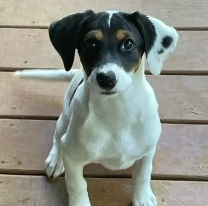A baby medium-sized female Tricolor (Brown, Black, & White) Terrier dog named Jingles for adoption in Albany, NY