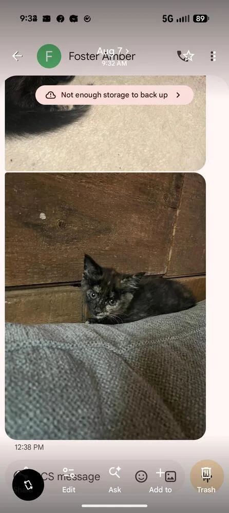 A baby small-sized female Domestic Short Hair cat named Nellie for adoption in Breinigsville, PA