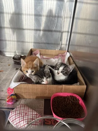 A baby small-sized female Domestic Short Hair cat named Fiddlesticks for adoption in Sevierville, TN