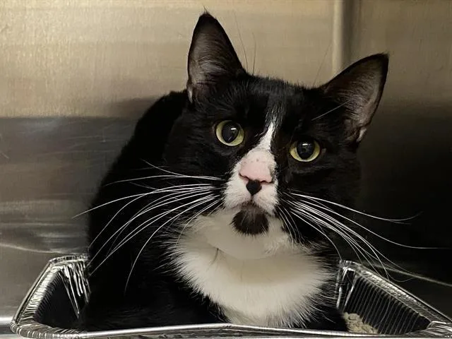 An adult medium-sized male Domestic Short Hair cat named Bond for adoption in Tustin, CA