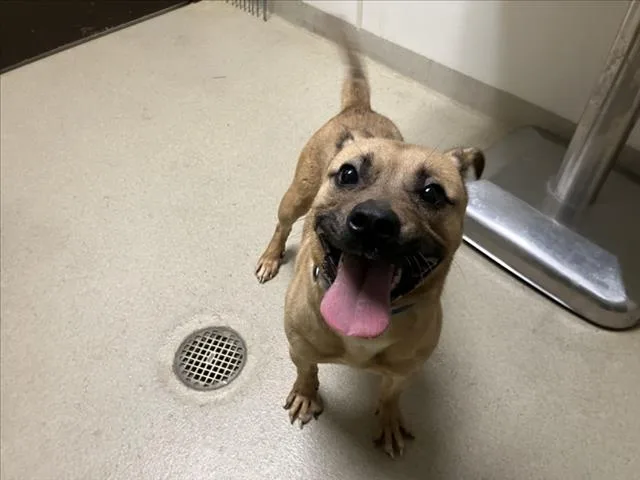 A young medium-sized male Pit Bull Terrier dog named Bently for adoption in Chapel Hill, NC