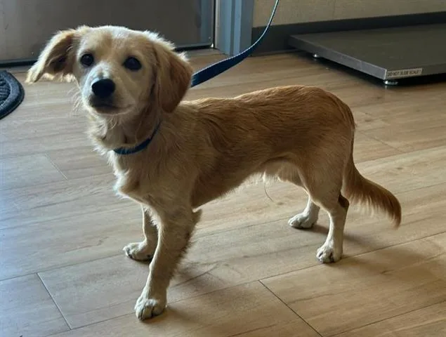 A young small-sized male Chihuahua dog named Brenden for adoption in San Martin, CA