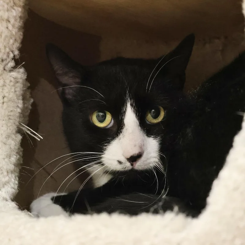 An adult large-sized male Black Domestic Short Hair cat named Huxley for adoption in Briarcliff Manor, NY