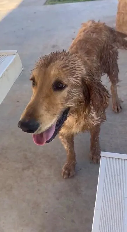 A baby medium-sized female Golden Retriever dog named Punkin for adoption in Windsor, CO