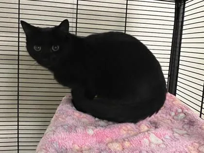 A young medium-sized female Black Domestic Short Hair cat named Bridge for adoption in Cashiers, NC