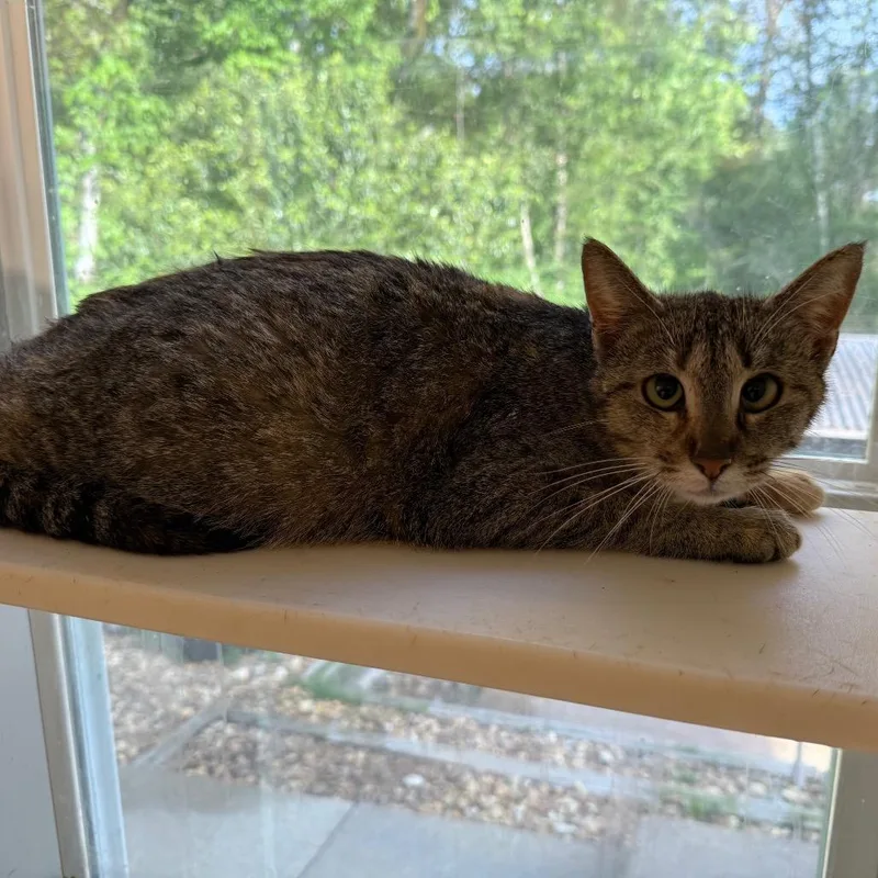An adult medium-sized female Gray / Blue / Silver Domestic Short Hair cat named Sammie for adoption in Tuscaloosa, AL
