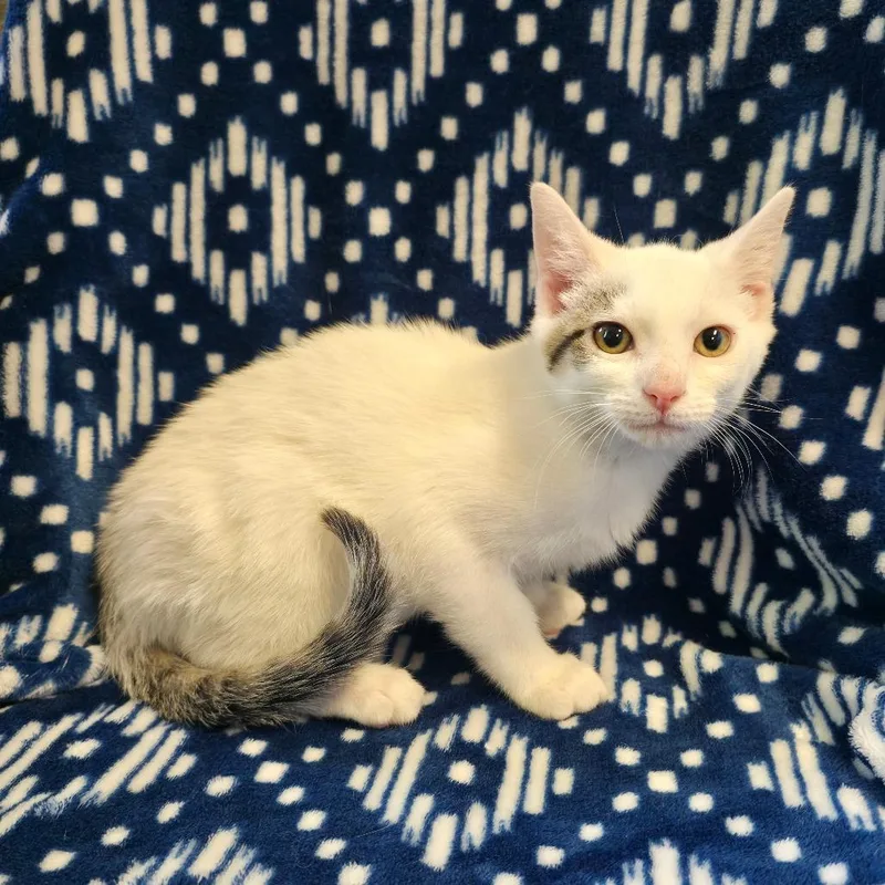 A baby small-sized male White Domestic Short Hair cat named Shelton for adoption in Mount Juliet, TN