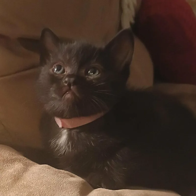 A baby small-sized female Black Domestic Short Hair cat named Bean Pink for adoption in Ferndale, WA