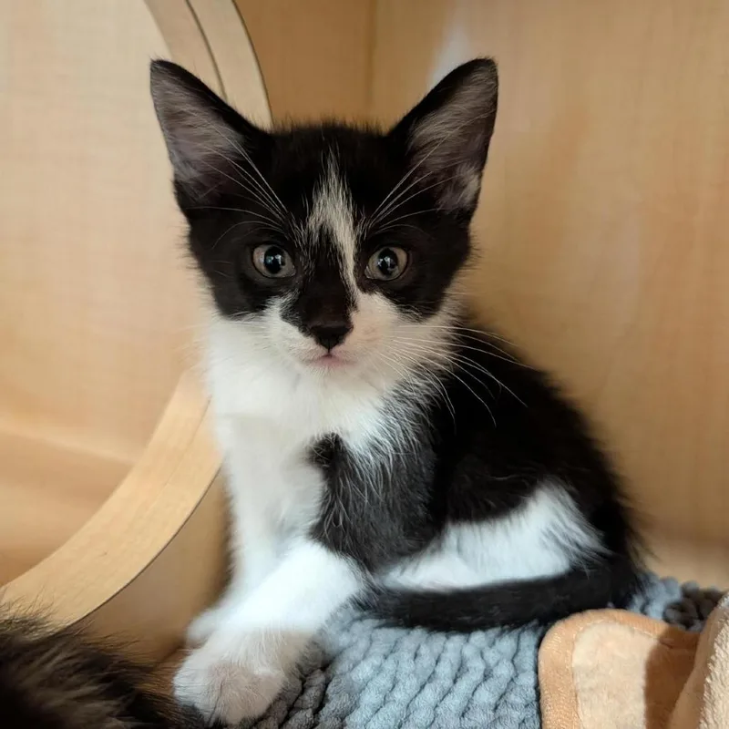 A baby small-sized male Black Domestic Short Hair cat named Leaf for adoption in Washington Township, OH