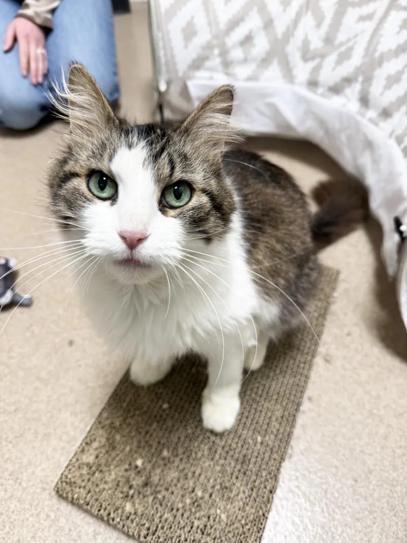 An adult medium-sized female Domestic Medium Hair cat named Eileen Super Duper for adoption in Oshkosh, WI