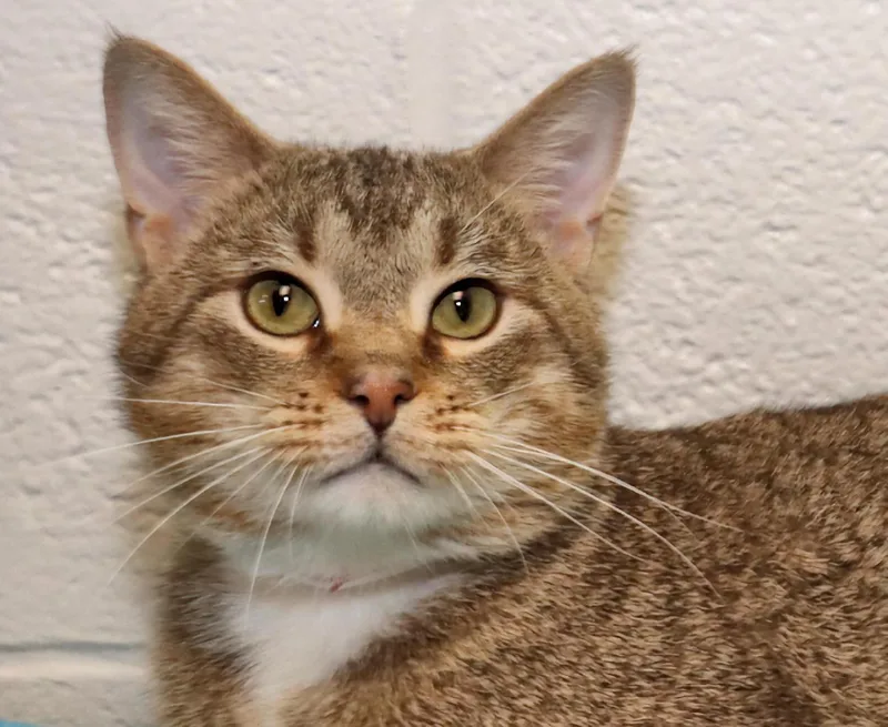 A young medium-sized male Tabby (Brown / Chocolate) Tabby cat named Leo for adoption in Euclid, OH