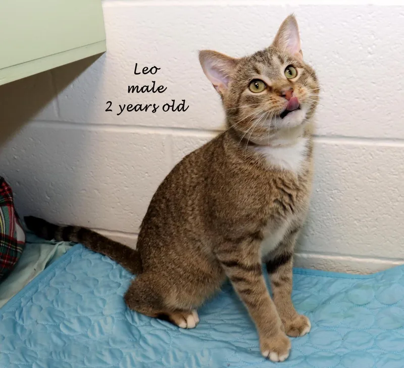 Leo thumbnail 2