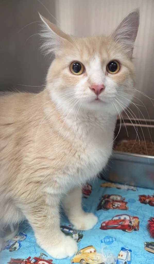 A young medium-sized female Domestic Medium Hair cat named Papaya for adoption in Logan, UT